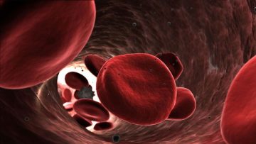 Blood cells