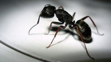 ant
