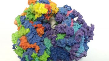 Using Tropical Maths to Model Ribosome Dynamics Human-Ribosome