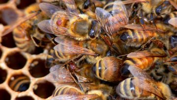 honeybees