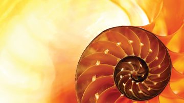 Nautilus