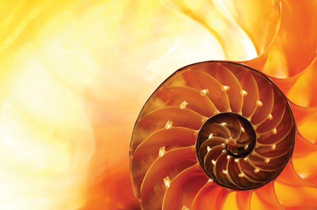 Nautilus