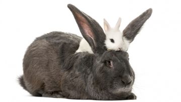 rabbits