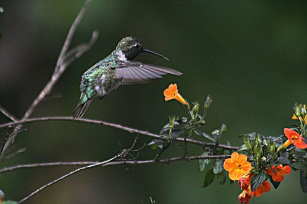 hummingbird-with-flowers