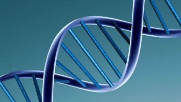DNA-model