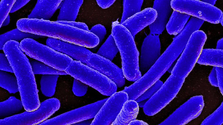 E. coli Bacteria