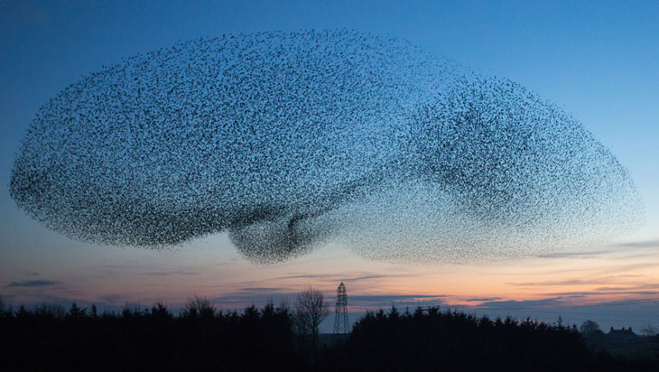 murmuration