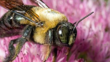 The Power of Mathematical Stories - Guest Editorial Bee-Fuzzy