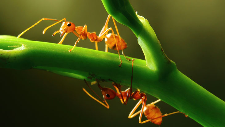 ants-adhering