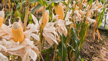 sweetcorn