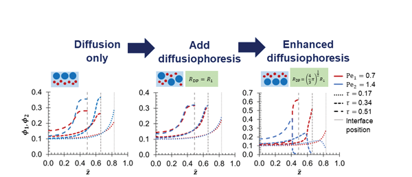 Figure 3: Evolution of the concentration profiles predicted by models with different strengths of excluded volume diffusiophoresis. Adapted from [1], CCBY.