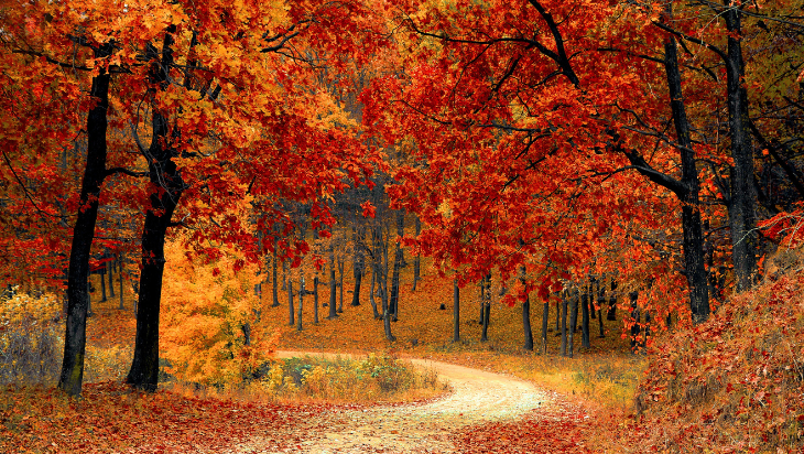 Autumn Trees